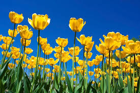 Yellow spring flowers